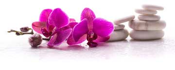 orquídea del amor